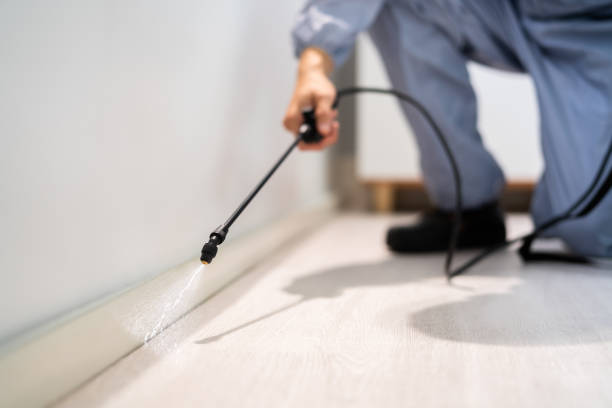 Licensed Wasp Control service in Mason City, IA - Nex Pest Control